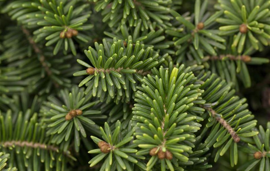 Abies balsamea 'Nana' Abies balsamea 'Nana'