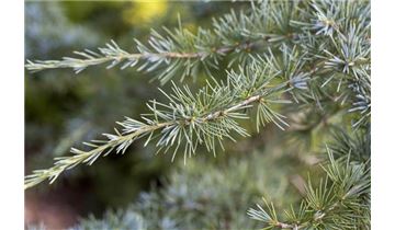 Gartenpflanzen Daepp