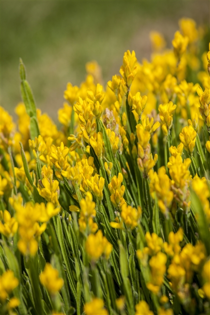 Genista sagittalis, Flgel-Ginster - Gartenpflanzen Daepp