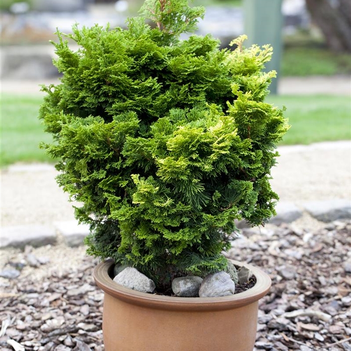 Sträucher und Nadelgehölze aus Containern  Sträucher und Nadelgehölze aus Containern