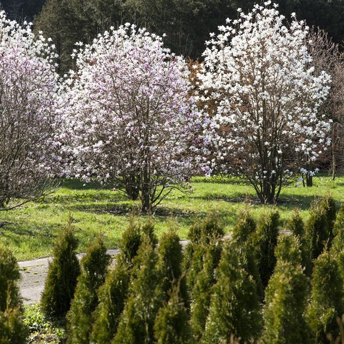 Laub- und Nadelgehölze mit Ballen  Laub- und Nadelgehölze mit Ballen