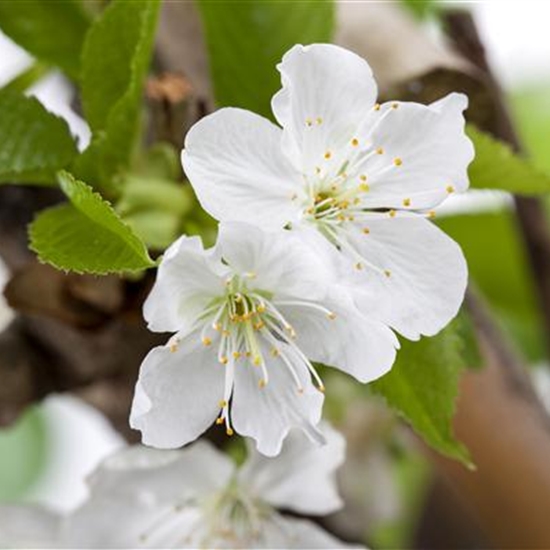 Prunus avium 'Sylvia' Prunus avium 'Sylvia'
