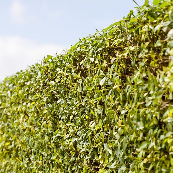 Heckenpflanzen Heckenpflanzen