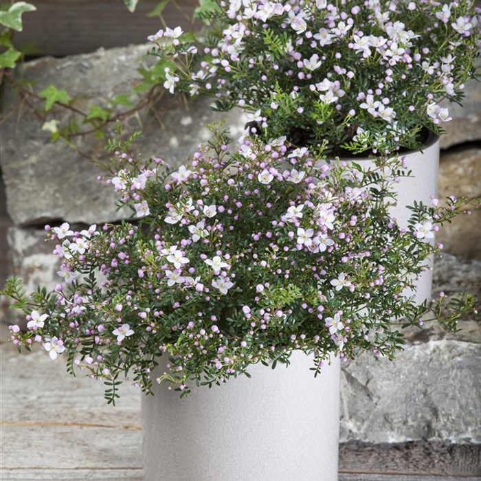 Pflanzen in Trögen und Gefässen  Pflanzen in Trögen und Gefässen