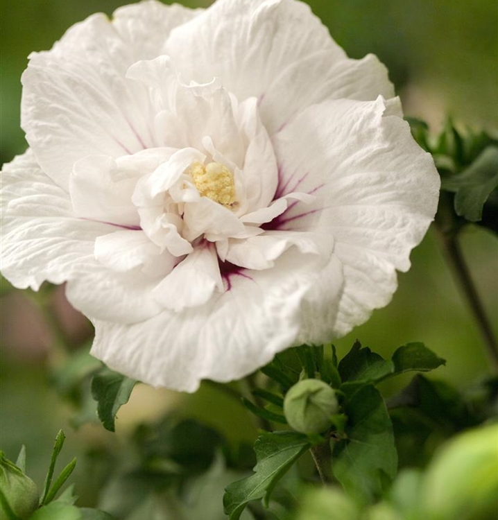 Hibiscus, Eibisch