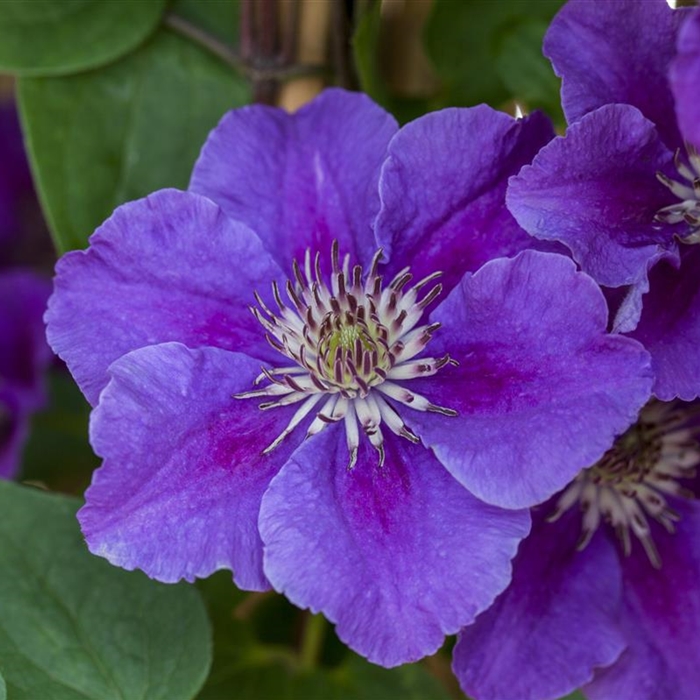 Clematis (Waldrebe)  Clematis (Waldrebe)