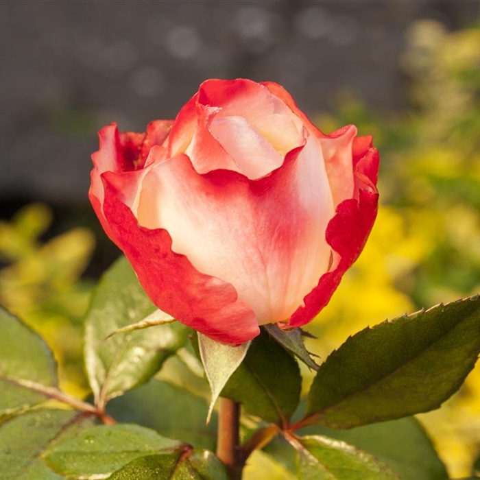 Pflege der Rosen  Pflege der Rosen