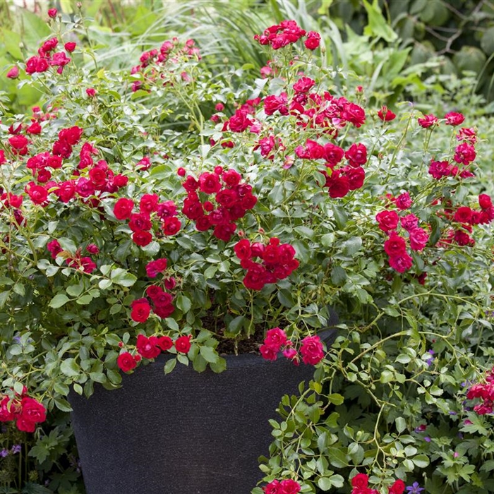 Rosen im Container  Rosen im Container