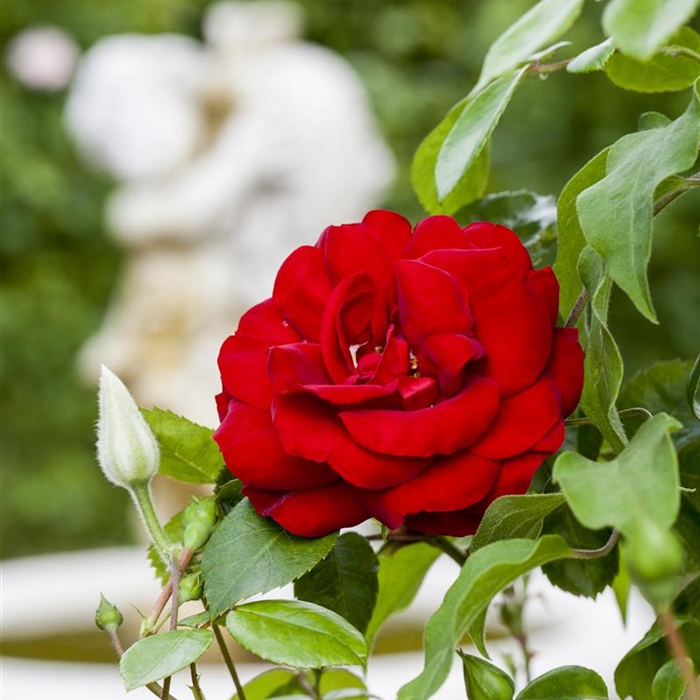 Stammrosen mit nackten Wurzeln Stammrosen mit nackten Wurzeln