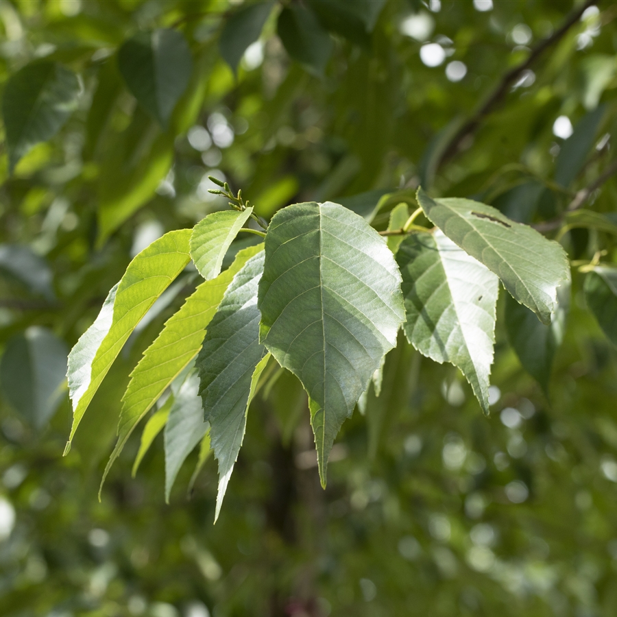 Alnus spaethii (x) Alnus spaethii (x)