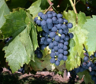 Vitis vinifera 'Buffalo'