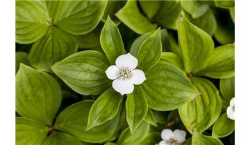 Gartenpflanzen Daepp