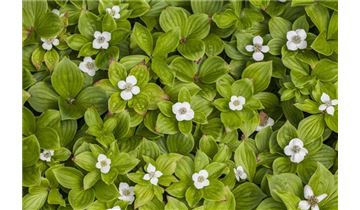 Gartenpflanzen Daepp