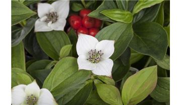 Gartenpflanzen Daepp