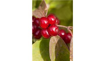 Gartenpflanzen Daepp