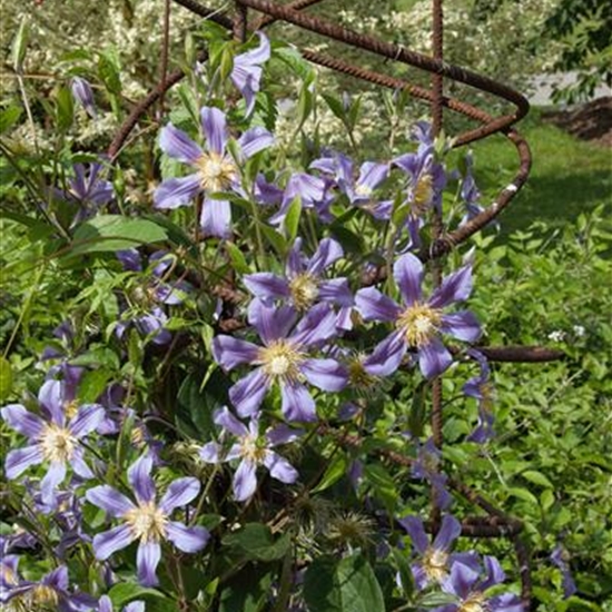 Clematis durandii (x) Clematis durandii (x)