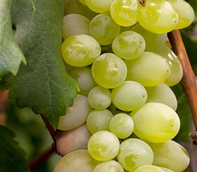 Vitis vinifera 'Excelsior'