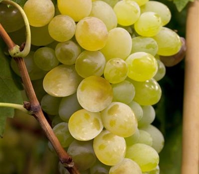 Vitis vinifera 'Aurora (SV 5-279)'