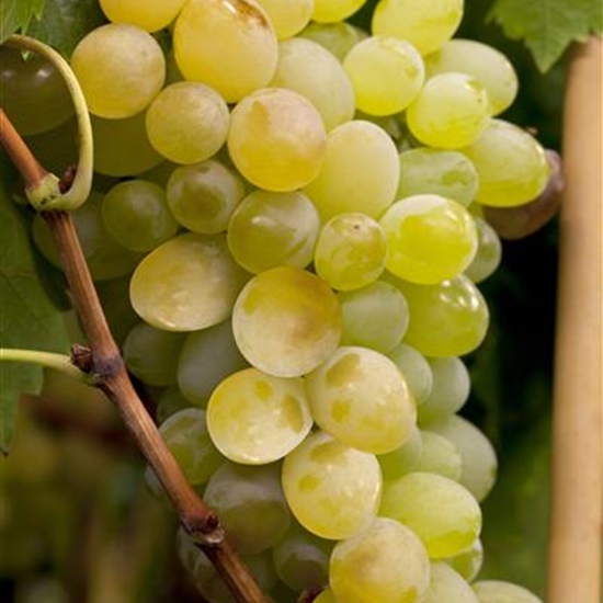 Vitis vinifera 'Himrod' Vitis vinifera 'Himrod'