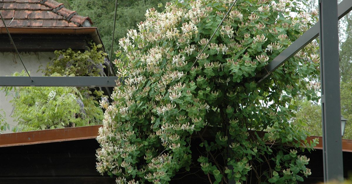 Lonicera caprifolium, Jelngerjelieber - Gartenpflanzen Daepp