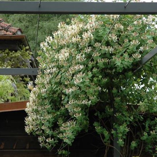 Lonicera caprifolium Lonicera caprifolium