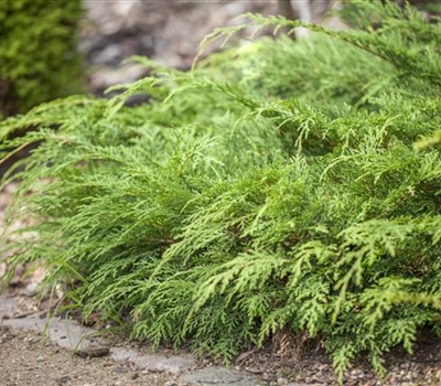 Microbiota decussata