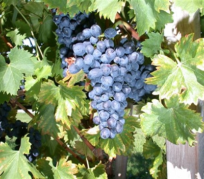 Vitis vinifera 'Nero'