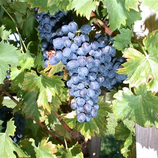 Vitis vinifera 'Nero'