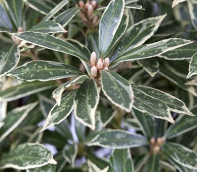 Pieris 'Forest Flame'
