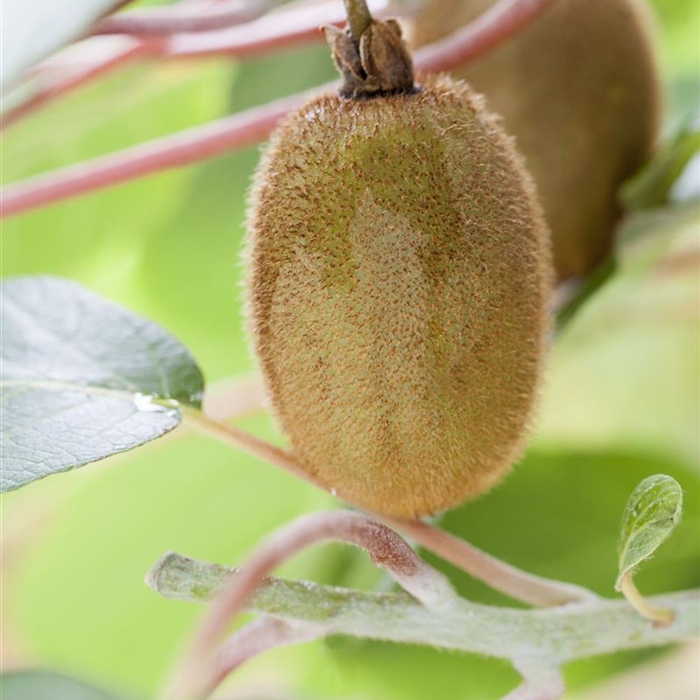 Kiwi Kiwi
