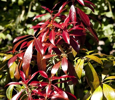 Pieris japonica 'Red Mill'