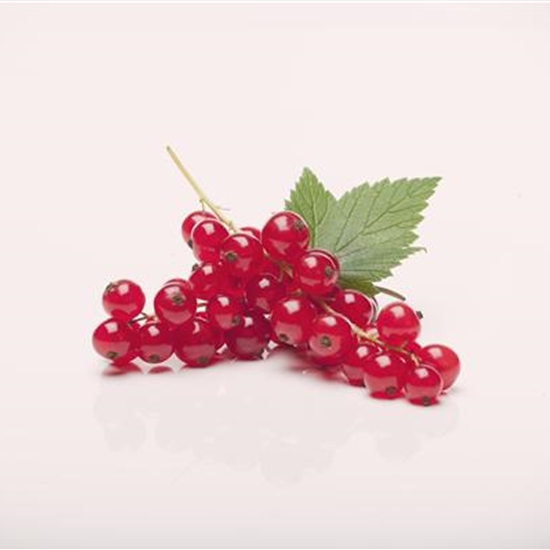 Ribes rubrum 'Rovada' Ribes rubrum 'Rovada'