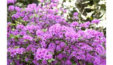 Gartenpflanzen Daepp