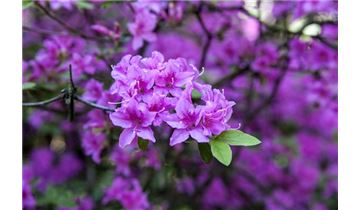 Gartenpflanzen Daepp