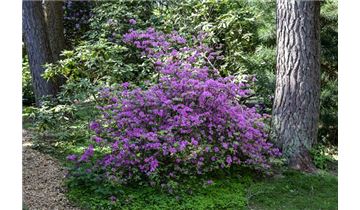 Gartenpflanzen Daepp