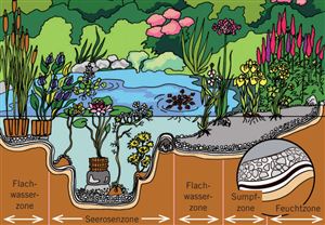 3_Anlage eines Gartenteichs.png