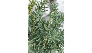 Gartenpflanzen Daepp