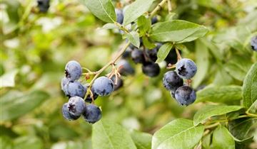 Zum Vergrößern klicken Bildvorschau