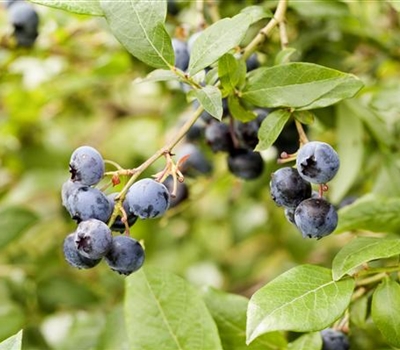 Vaccinium corymbosum 'Berkeley'