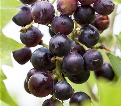 Vitis vinifera 'Magliasina'