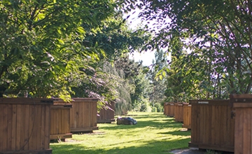 Der Solitärpark von Gartenpflanzen Daepp