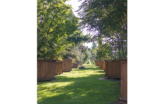 Der Solitärpark von Gartenpflanzen Daepp