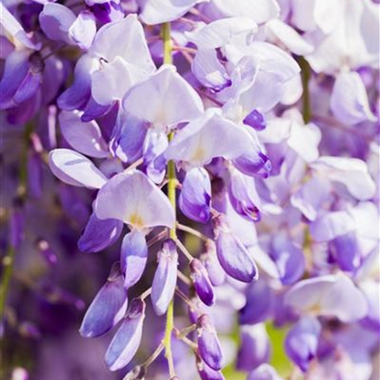 Wisteria sinensis 'Prolific' Wisteria sinensis 'Prolific'
