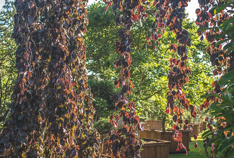Fagus sylvatica ‘Purpurea Pendula‘ oder Bluthängebuche nennt sich diese romantisch-melancholische Baum Schönheit.
