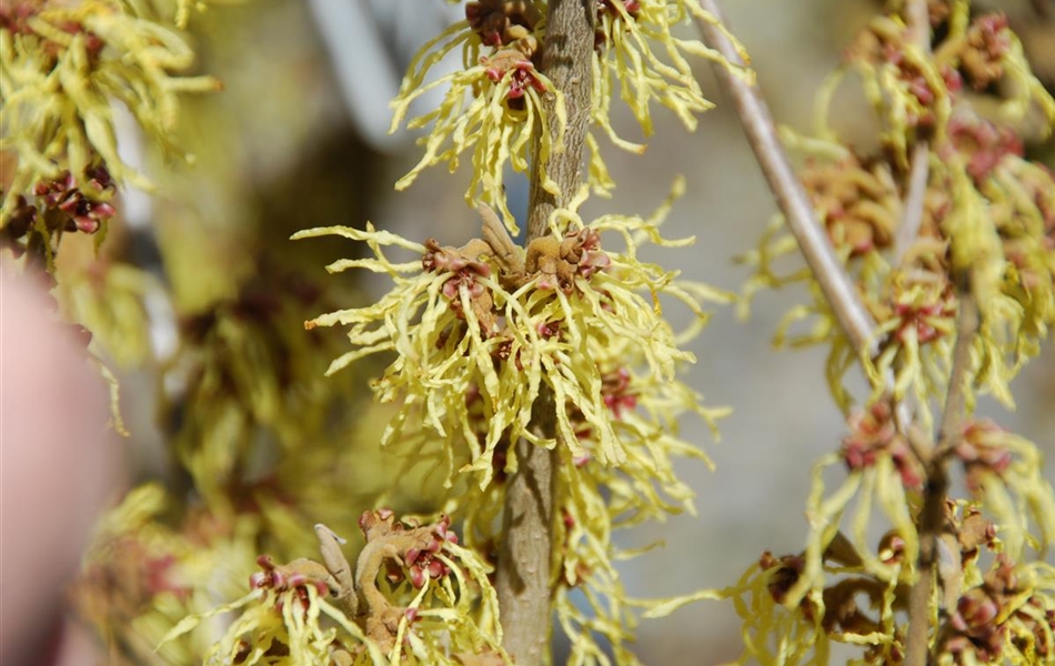 Hamamelis intermedia (x) 'Arnold Promise'