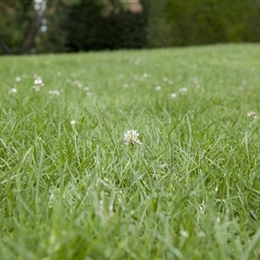 Auf dem Weg zum perfekten Rasen – Mühe geben und Mäharbeiten inbegriffen Auf dem Weg zum perfekten Rasen – Mühe geben und Mäharbeiten inbegriffen