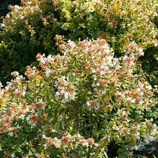 Abelia grandiflora (x) 'Kaleidoscope'