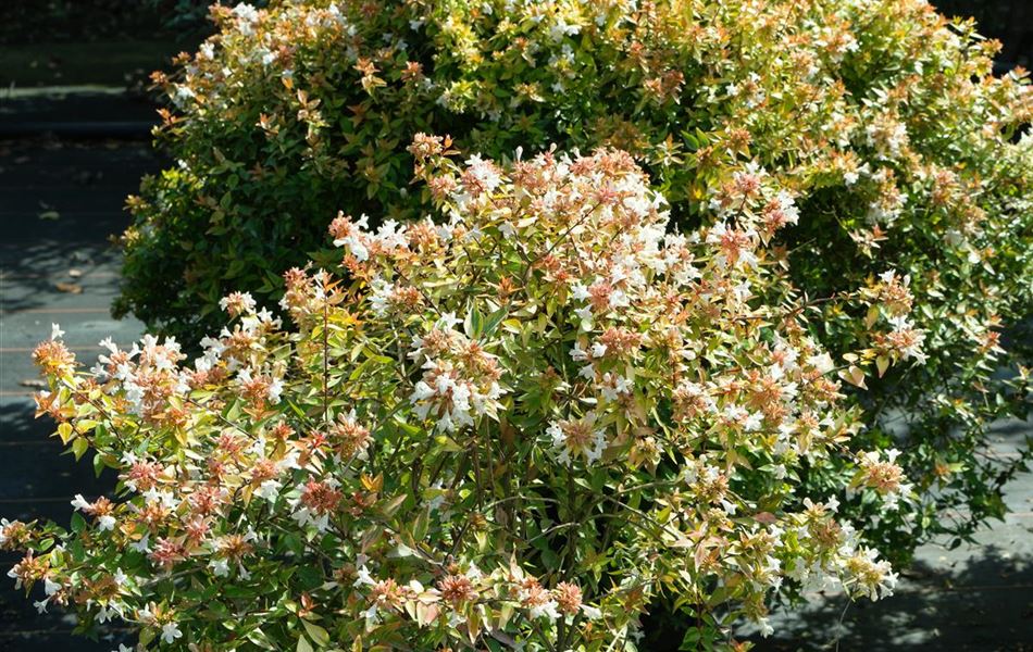 Abelia grandiflora (x) 'Kaleidoscope' Abelia grandiflora (x) 'Kaleidoscope'
