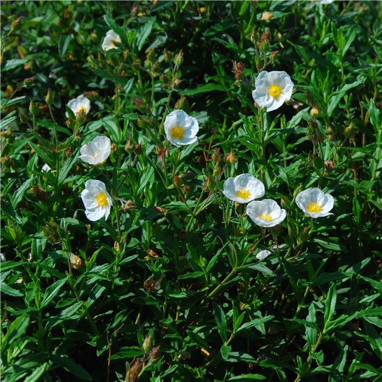 Cistus laurifolius Cistus laurifolius