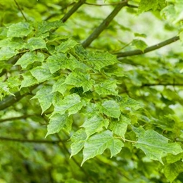 Wunderschöne Gehölze für grosse und kleine Hausgärten Wunderschöne Gehölze für grosse und kleine Hausgärten